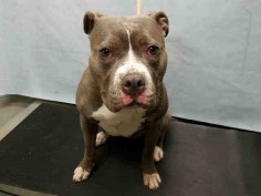 CHINA - A1076812 - - Brooklyn  TO BE DESTROYED 06/14/16 -***NEW HOPE RESCUE ONLY***China came into the ACC as a stray wearing only a collar with a symbol indicating she might be deaf. Estimated to be only 4 years old, this young pittie girl is rated New Hope Rescue only because of her tense behavior during intake. If she really is deaf, the shelter environment must be scaring the wits out of her!