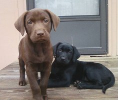 Chocolate and Black Lab  LOVE LABS!