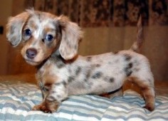 Chocolate dapple long haired dachshund - adorable baby