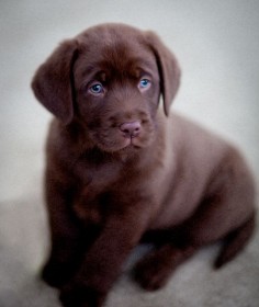 Chocolate English Labrador | Flickr - Photo Sharing!