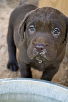 chocolate lab - How can you say no to this face!