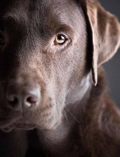 Chocolate Lab Names: Sweet Names For Female Or Male