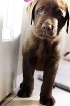 chocolate lab puppy cuteness: gonna wake up to this everyday soooon!!!