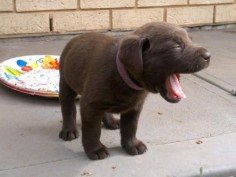 Chocolate lab puppy yawning