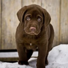 Chocolate labrador puppy dog - what a handsome fellow