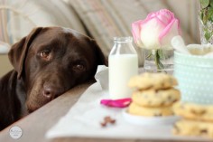 Chocolate Labrador Retriever / Pet Photography / Dog / Puppy / Lab / Puppy Dog Eyes ♥