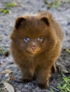 Chocolate Pomeranian :) .Looks like a bear ♥