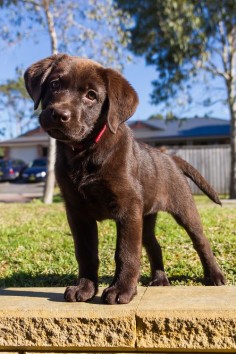 chocolate puppy