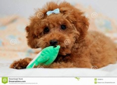 Chocolate Toy Poodle Puppies