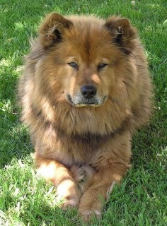 Chow Chow + German Shepherd mix ... Ill be okay if this is what Bonnie looks like when she gets big :)