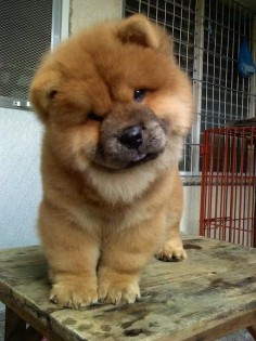 Chow Chow! I will have one some day, just like we had growing up. She was my buddy, miss her!