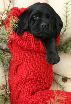Christmas Puppy!