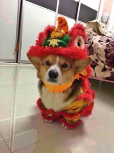 Chubby the Corgi from China, what is he wearing??