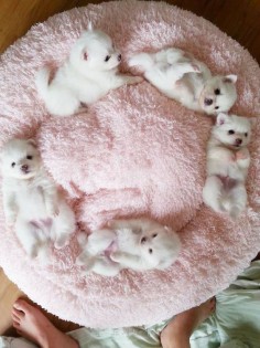 Circle of Puppies!!!
