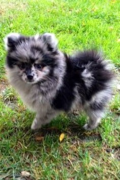 CKC Blue MERLE POMERANIAN PUPPY THIS IS MY DOG! I'm freaking out a little that he's on Pinterest.