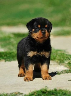 Click visit site and Check out Best "Rottweiler" T-shirts. This website is top-notch. Tip: You can search "your name" or "your favorite shirts" at search bar on the top.