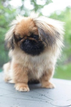Click visit site and Check out Cool "Pekingeses" T-shirts. This website is outstanding.  Tip: You can search "your name" or "your favorite shirts" at search bar on the top.