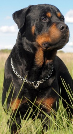 Click visit site and Check out Cool "Rottweiler" T-shirts. This website is superb. Tip: You can search "your name" or "your favorite shirts" at search bar on the top.
