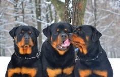 Click visit site and Check out Cool "Rottweiler" T-shirts. This website is top-notch. Tip: You can search "your name" or "your favorite shirts" at search bar on the top.