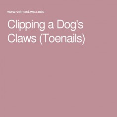 Clipping a Dog's Claws (Toenails)