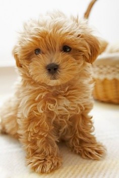 Close-up of a Toy poodle puppy