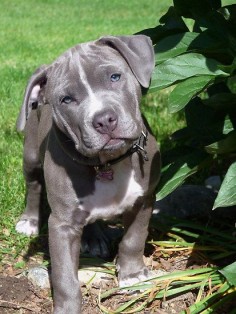 clothes for pitbull dogs | Gorgeous Baby Pitbull Puppy Dog (Head Tilted)" by Christy Carlson ...