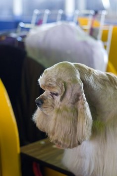 Cocker Spaniel at Westminster Kennel Club Dog Show Benching Photos