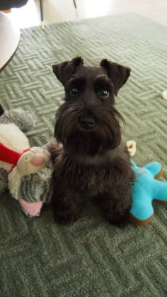 Coco my sweet little girl what a darling little mini schnauzer, just adorable✨✨