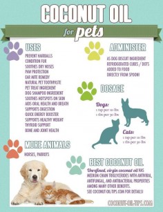 Coconut Oil for Pets: The Benefits and Uses of Coconut Oil for Cats, Dogs, Birds!