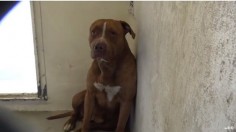 CODE RED   "FRANKLIN" IN SHELTER SINCE 5/11  WILL BE KILLED AT ANYTIME!   TEMPERAMENT TEST MUST BE REQUESTED IN PERSON!   … #CA