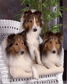 collie family enjoying their space and time together.