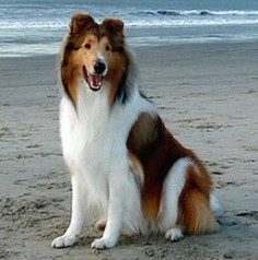 Collie. Growing up I loved the show Lassie so much that I named my husky/shepard mix "Lassie'  maybe one day I will get to own a "real" Lassie dog :)
