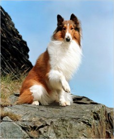 Collie named