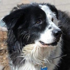 Colorado | 50 Adoptable Dogs From Every State In The USA