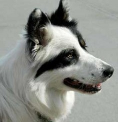 colour-headed white border collie with an amazing split face! please clone your dog for me!