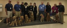 Comfort Dogs Provide Hope and Encouragement After Tragedy in Orlando - ABC News