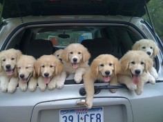 Community Post: 28 Pictures Of Golden Retriever Puppies That Will Brighten Your Day