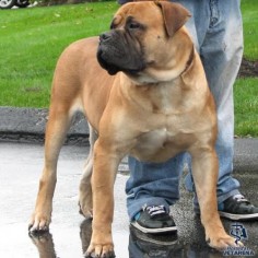 Complete information about African Boerboel Breed