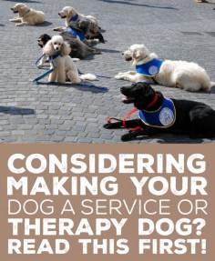 Considering making your dog a service or therapy dog? Read this first!