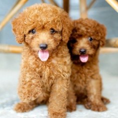 Cookie & Chocolate, Toy Poodles
