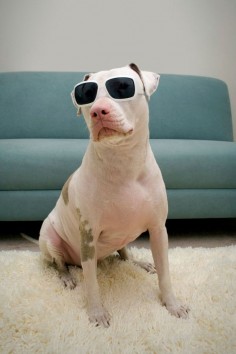 Cool Pitbull #bully #dogs #pitbulls #mypet