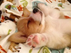 Corgi puppy sleeping corgi style