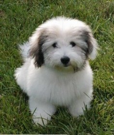 Coton de Tulear, a breed of small dog named for the city of Tulear in Madagascar and for its cotton-like coat.