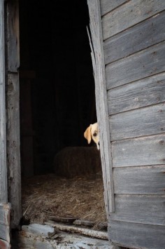 Country LIving, gray barn, peeking dog
