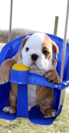 Cute and adorable bulldog.