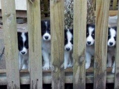 Cute Border Collie Puppies!