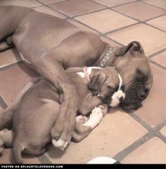 Cute Boxer Puppy - A Place to Love Dogs  Boxer love.