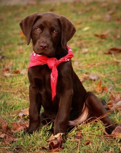 Cute Chocolate Lab Puppy with a Red Bandanna!