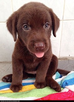 Cute Chocolate Labrador Puppy