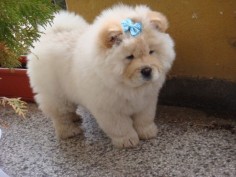 Cute Chow CHow aww my mum and dad used to breed chow chows xx